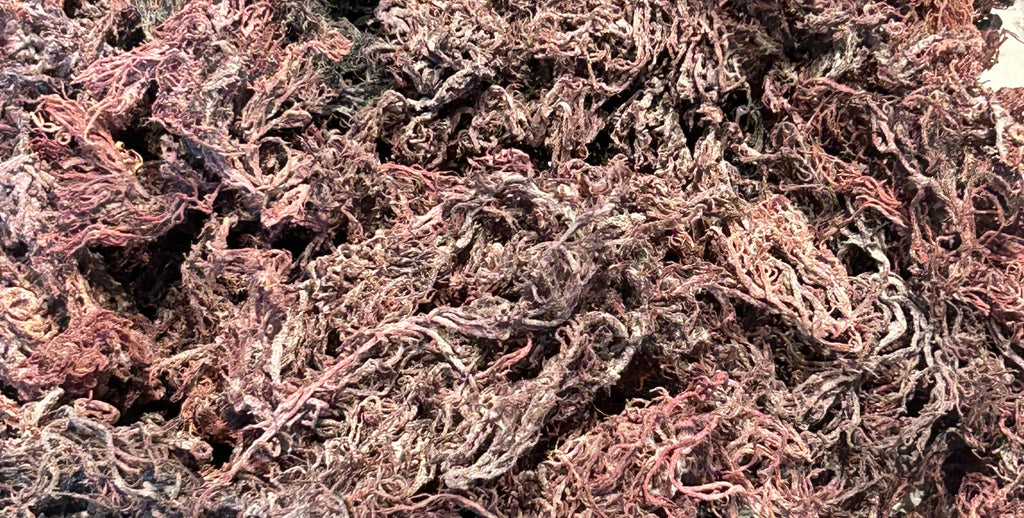 Purple St. Lucian Sea Moss