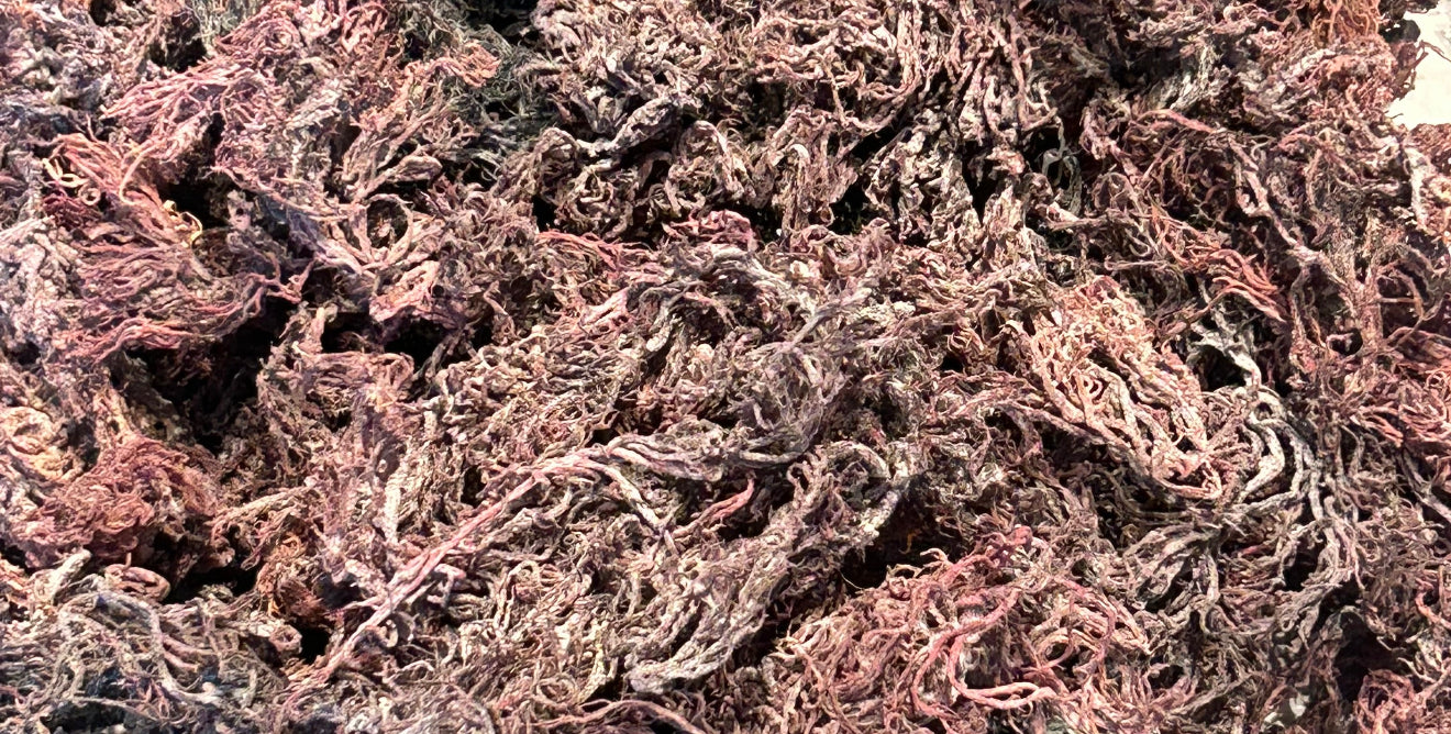 Purple St. Lucian Sea Moss