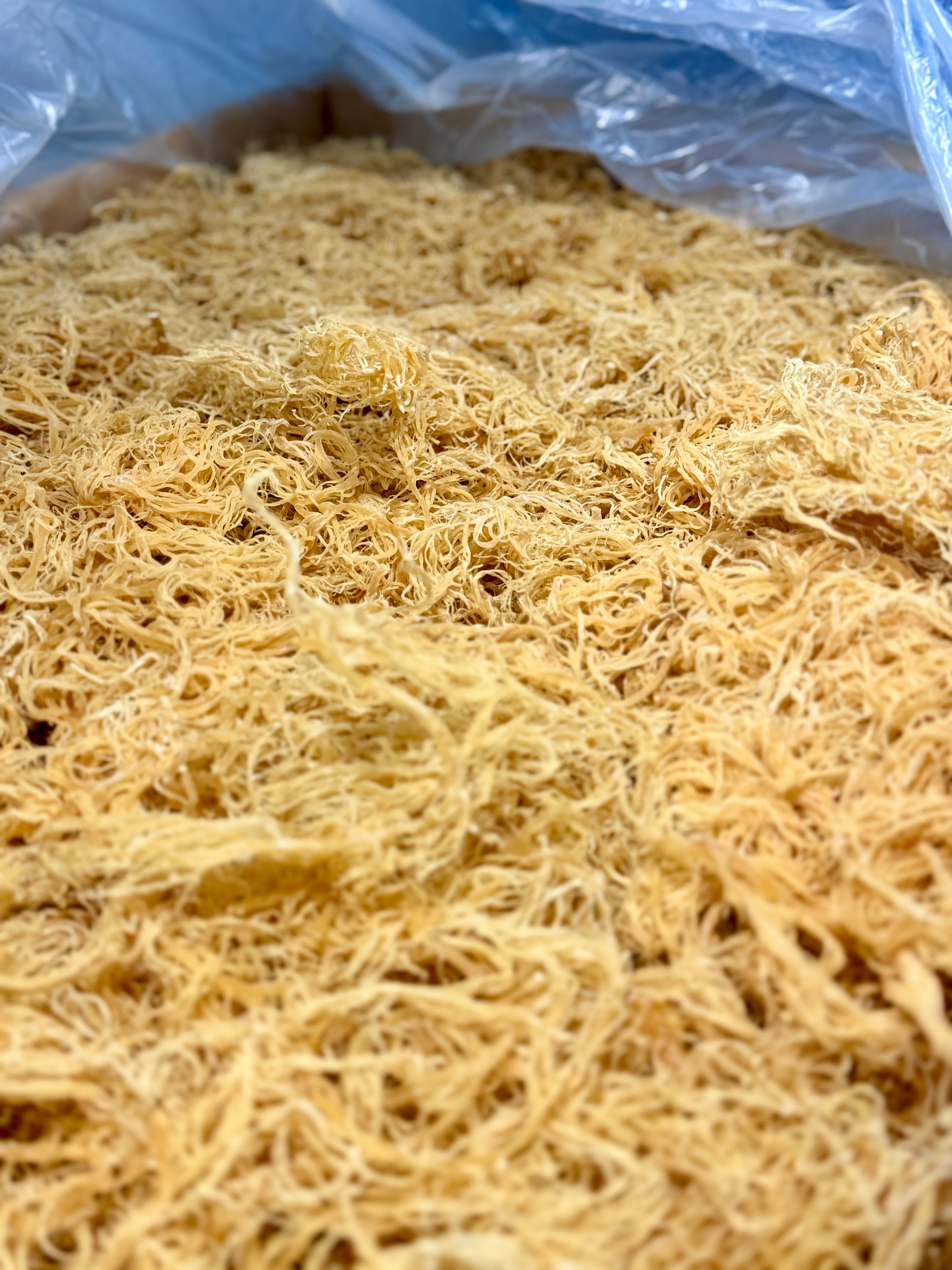 Gold Sea Moss
