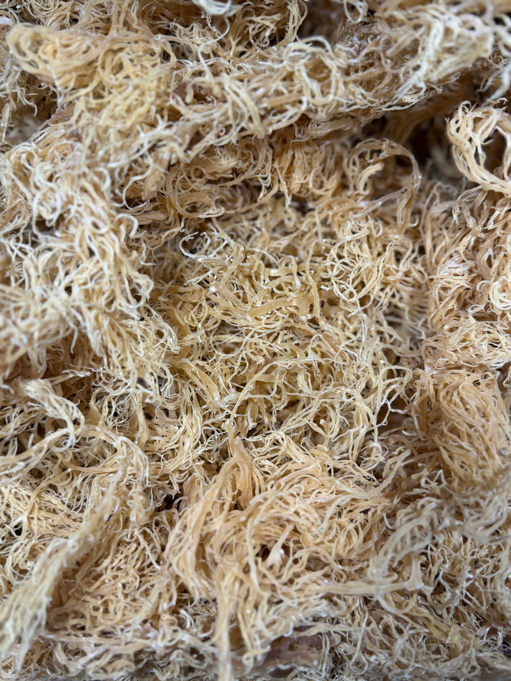 Gold Sea Moss
