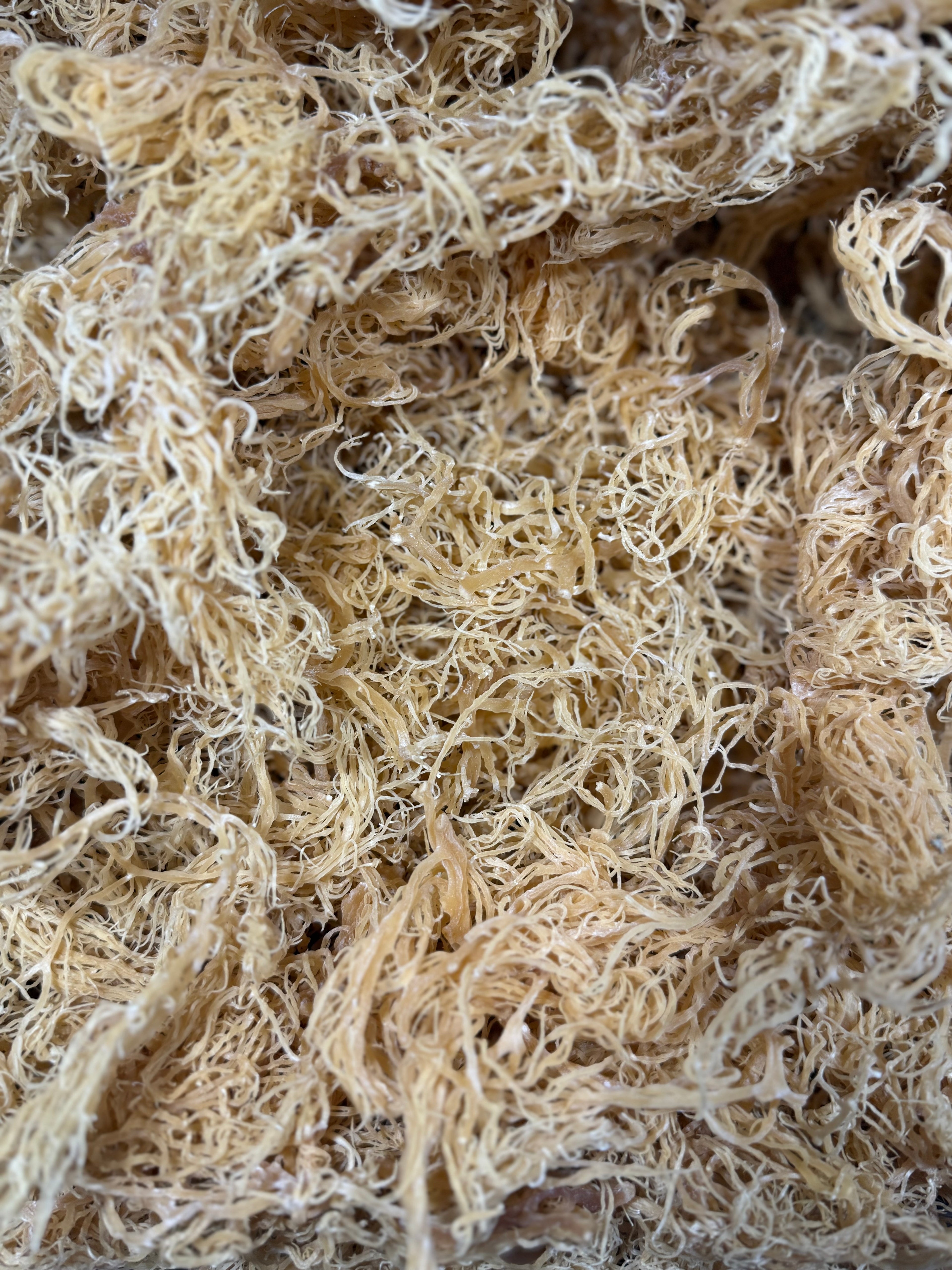 Gold Sea Moss