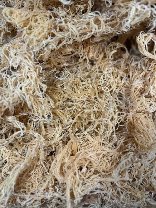 Gold Sea Moss