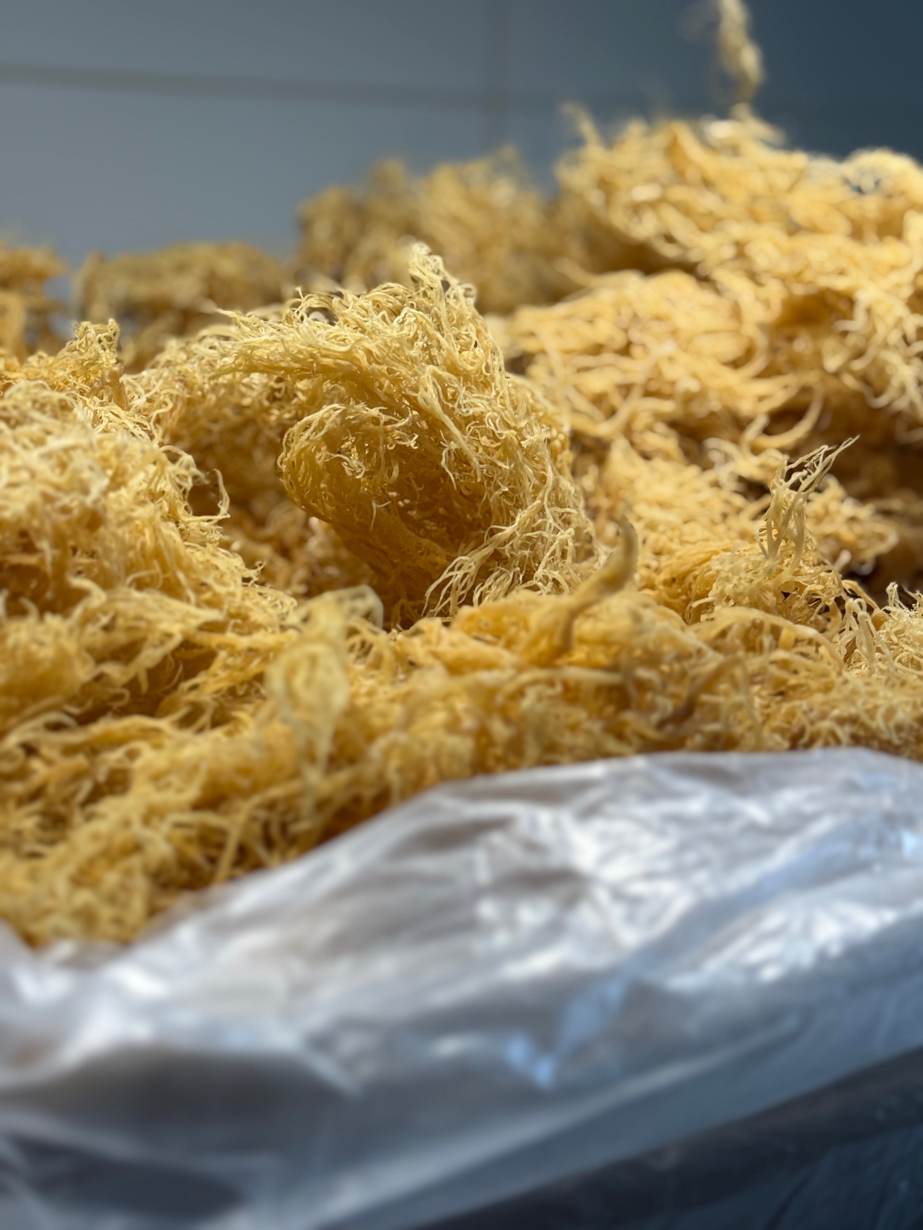 Gold Sea Moss