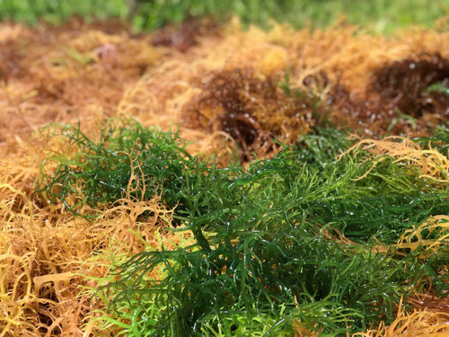 Green St. Lucian Sea Moss