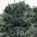 Green sea moss