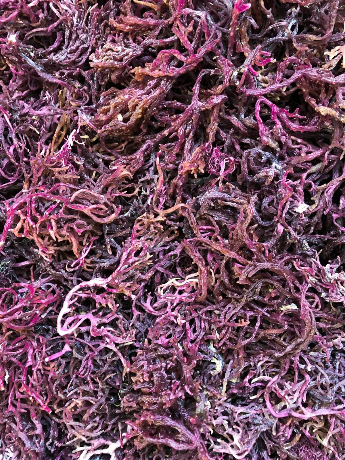 Purple St. Lucian Sea Moss
